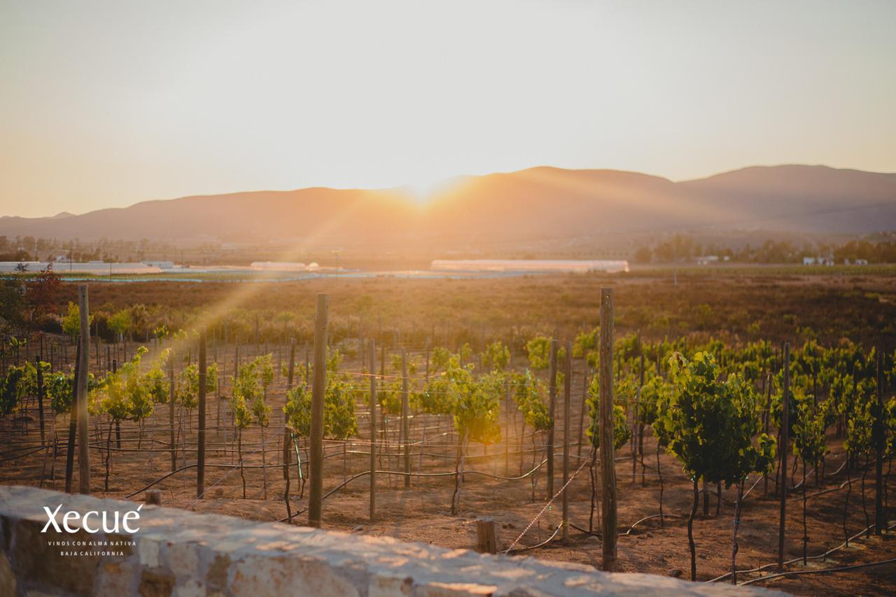 Vinos Xecue Hotell Ensenada Exteriör bild